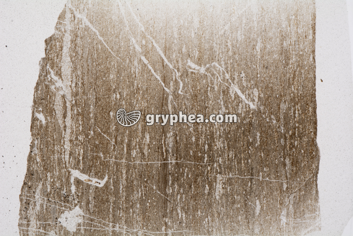 Schiste bitumineux LPNA x2,5 - gryphea.org